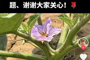 意甲神锋？劳塔罗联赛15轮14球，领先第二的吉鲁6球